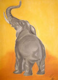 Elefant