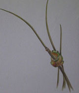 Wand - und Illusionsmalerei - Antje an der Spree